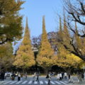 紅葉も残りわずかになった2021年 神宮外苑のイチョウ並木