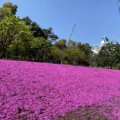 2023年、三田ツインビルの芝桜の見頃はいつ？ 都心の超高層ビルの庭をピンクに染める芝桜